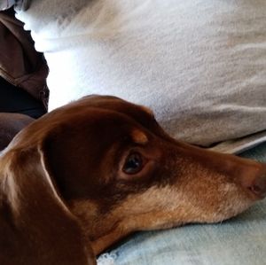 Meet your Posher, Ida